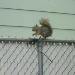 Squirrel fence feeder