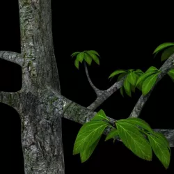 Tree with nice leaf