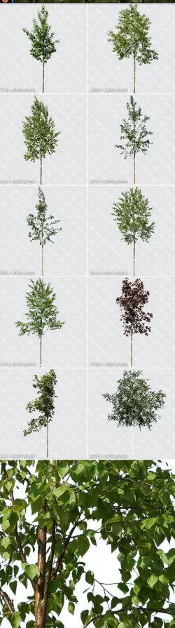 Trees Textures Hi-Res Collection 02