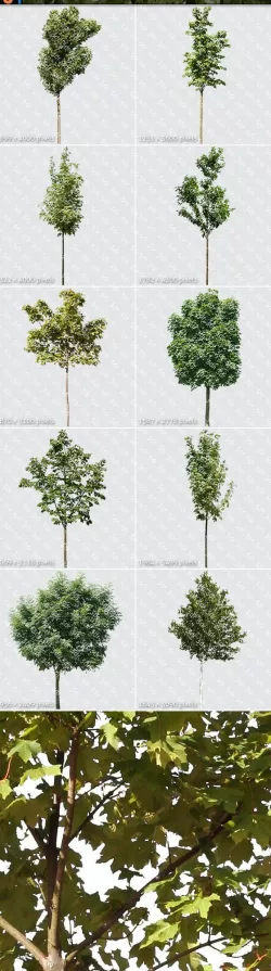 Trees Textures Hi-Res Collection 03