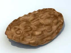 Turtle Shell