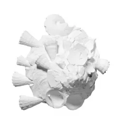 Xenophora