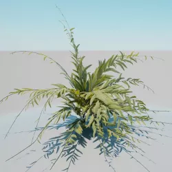 African shrub