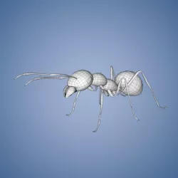 Ant Base Mesh