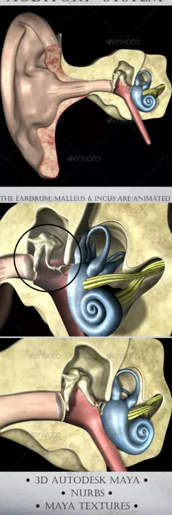 Auditory System