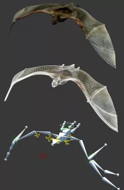 Bat - rigged and animated