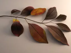 Branch