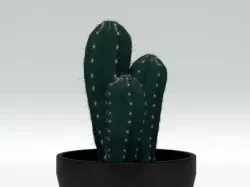 Cactus Plant