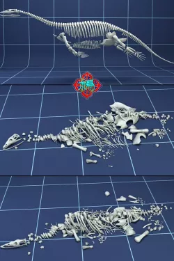 Dinosaur Skeleton