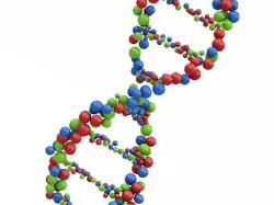 DNA Molecule Structure