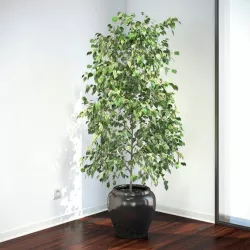 Ficus Benjamina
