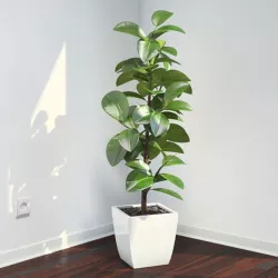 Ficus Elastica