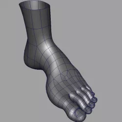 Foot