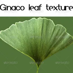 Ginaco Leaf Texture