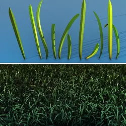 Grass 3D Model