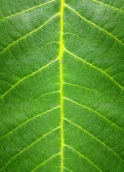 Green Leaf HQ Texture