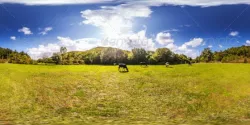 HDRI Grazing Cows Under Blue Sky