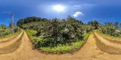 HDRI Hazelnut Plantations In The Pathway Between