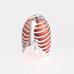 Human lungs