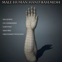 Human Male Hand Base Mesh