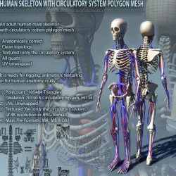Human Skeleton with Circulatory System PolygonMesh