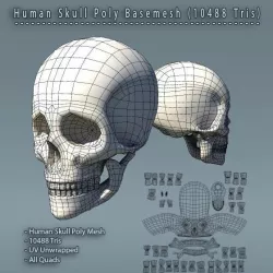 Human Skull Polygon Mesh V1.0