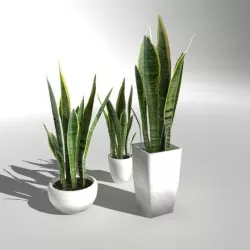 Low-poly Plant "Snake Plant"
