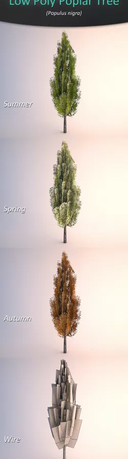 Low Poly Poplar Tree