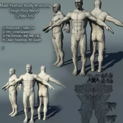Male Human Body Anatomy High Poly Mesh