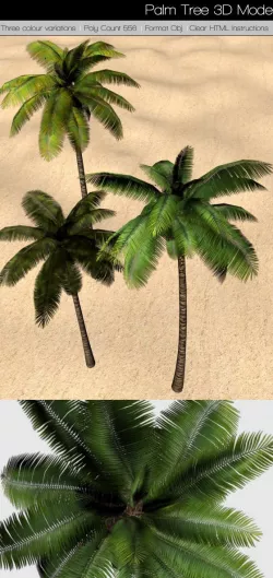 Palm Tree 3D Model