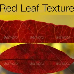 Red Leaf Texture