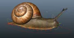 Snail