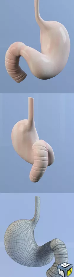 Stomach MAX 2011