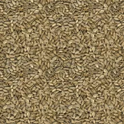 Sunflower Seeds Seamless Texture