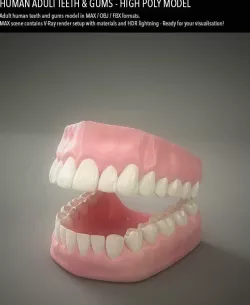 Teeth & Gums - Human Adult