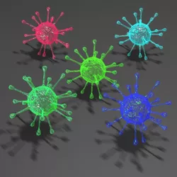 The bacterium
