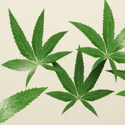 Weed Leafs
