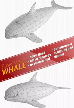 Whale Base Mesh