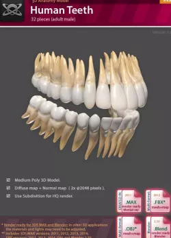 3D Anatomy - Human Teeth
