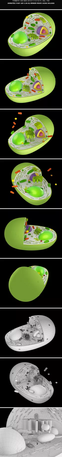 3D Model of Plant Cell