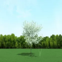 Blooming Cherry Tree 3d Model