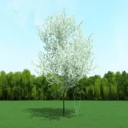 Blooming Cherry Tree 3d Model