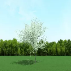 Blooming Cherry Tree 3d Model