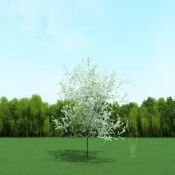 Blooming Cherry Tree 3d Model