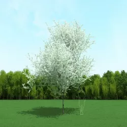 Blooming Cherry Tree 3d Model