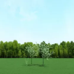 Blooming Cherry Tree 3d Models