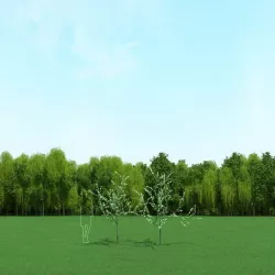 Blooming Cherry Tree 3d Models