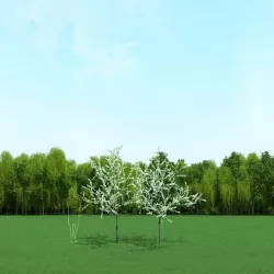 Blooming Cherry Tree 3d Models