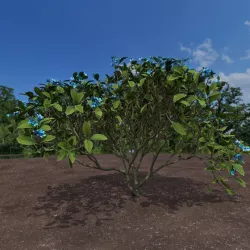 blue shrub