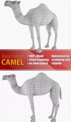 Camel